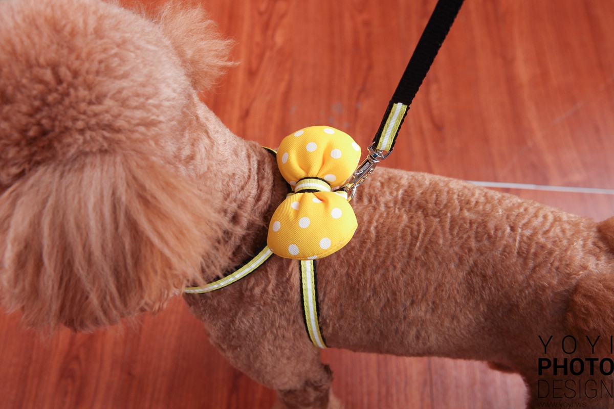 多多寵物商品攝影 87