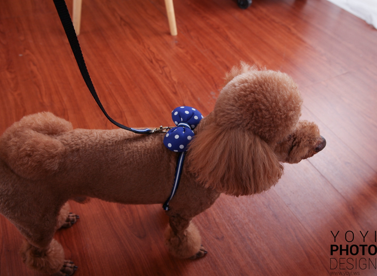 多多寵物商品攝影 89