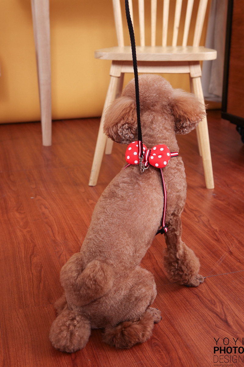 多多寵物商品攝影 95