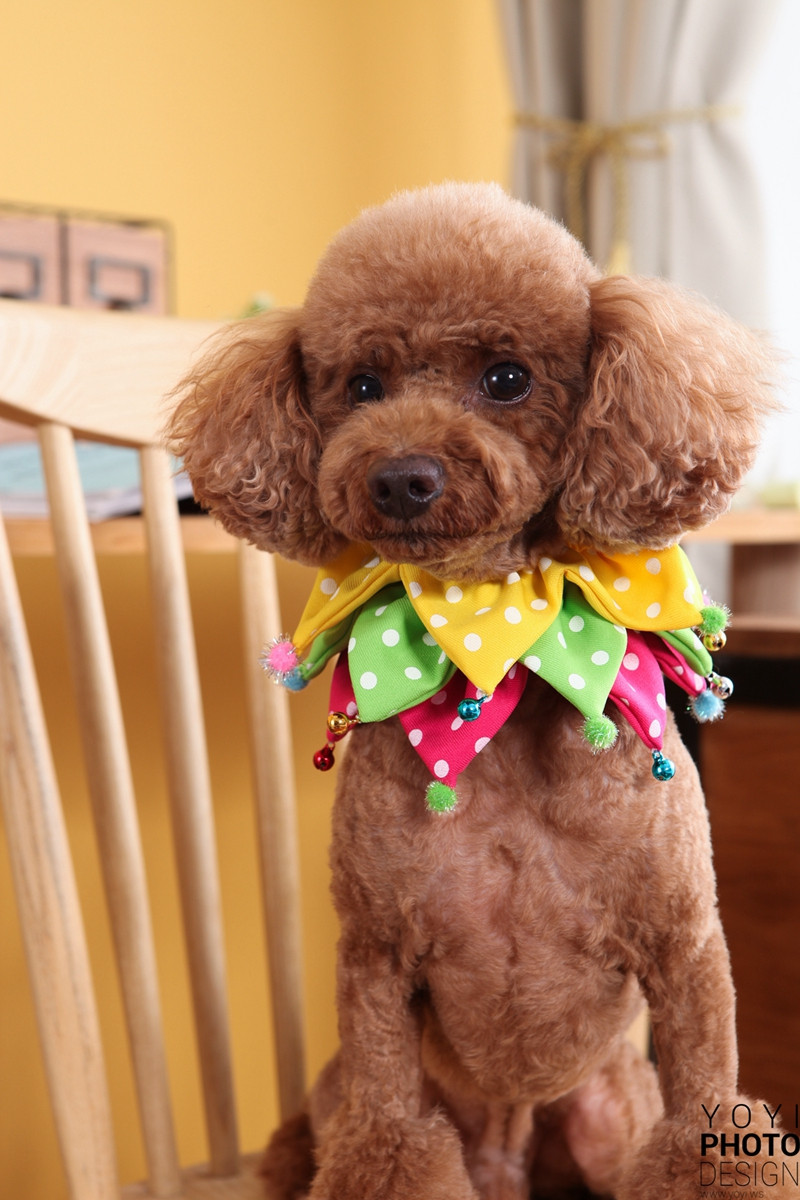 多多寵物商品攝影 105