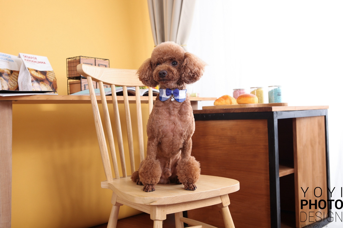 多多寵物商品攝影 109