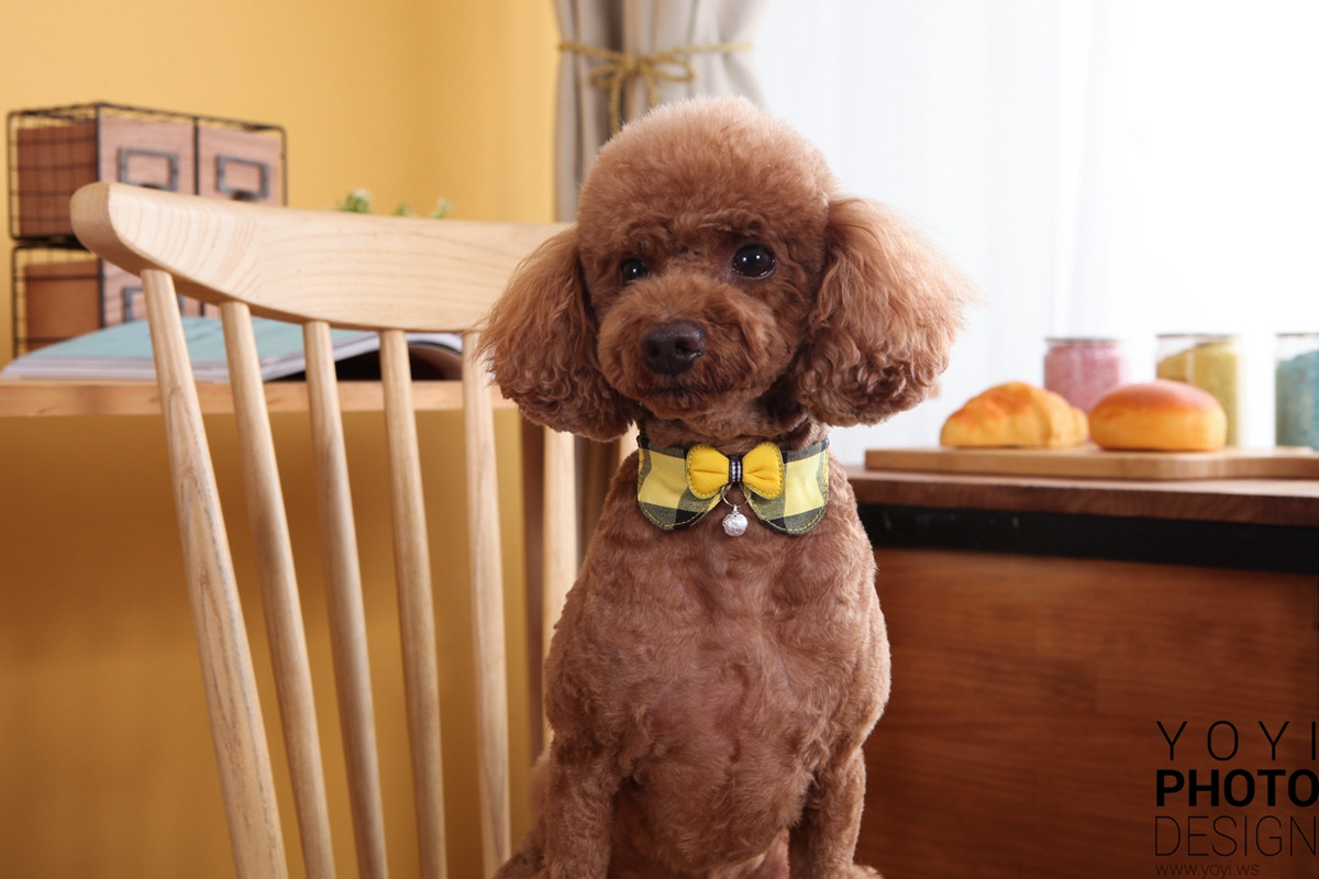 多多寵物商品攝影 111