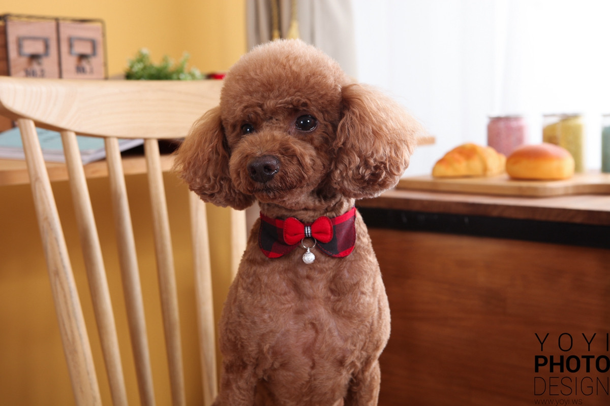 多多寵物商品攝影 113