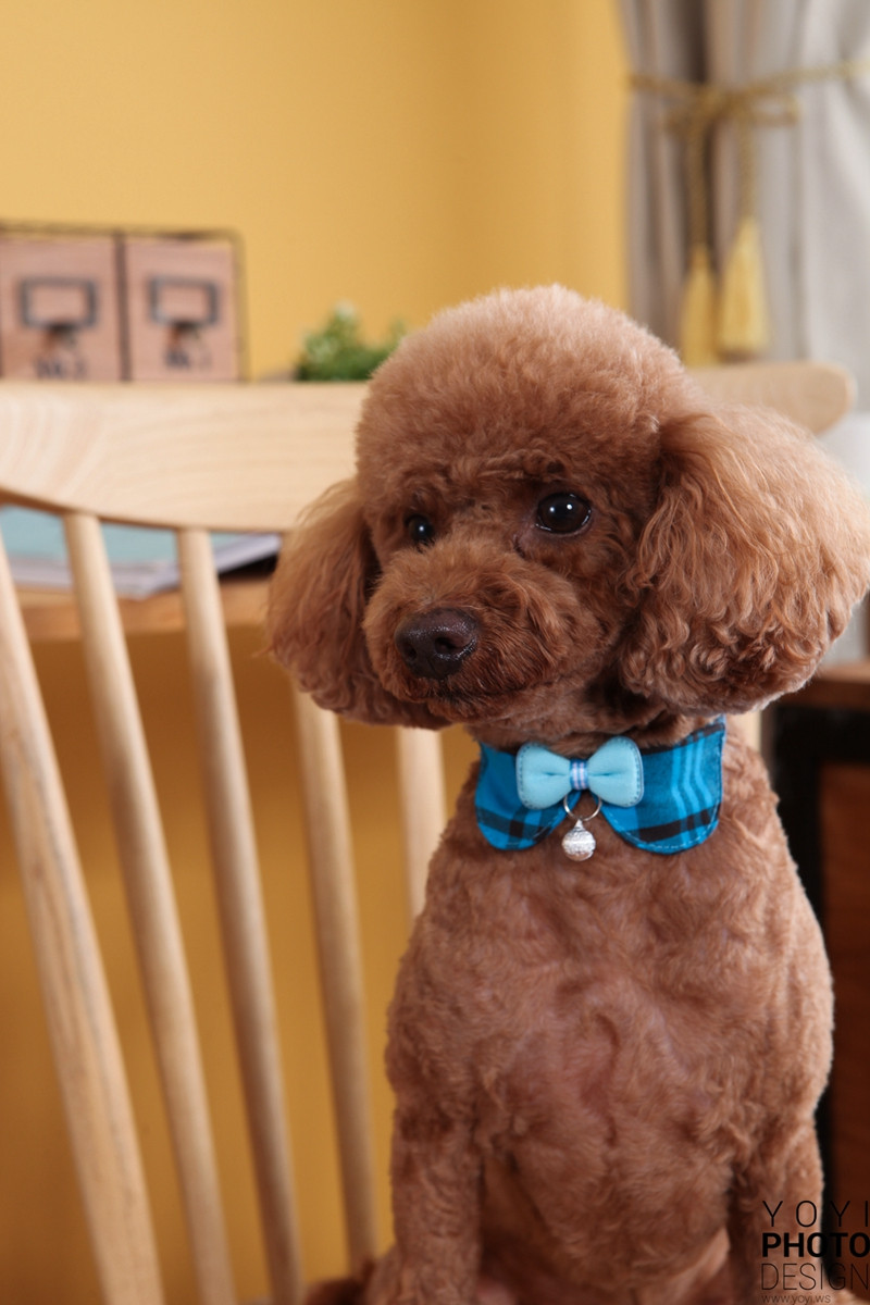 多多寵物商品攝影 117