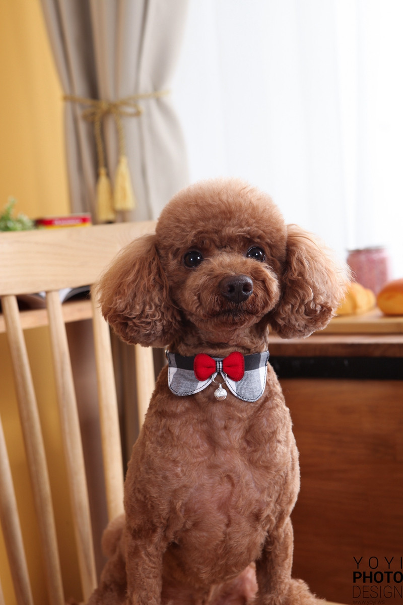 多多寵物商品攝影 119