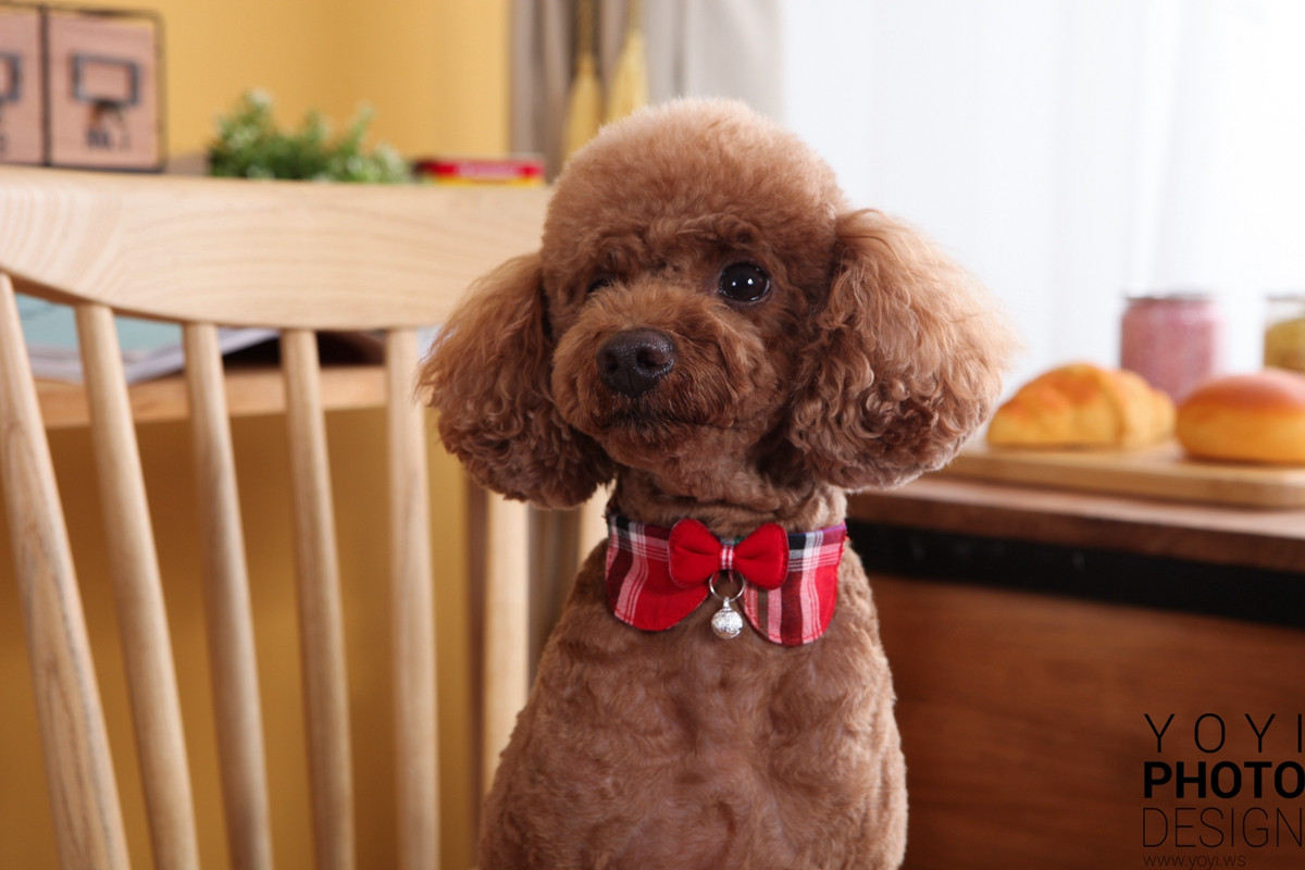 多多寵物商品攝影 121