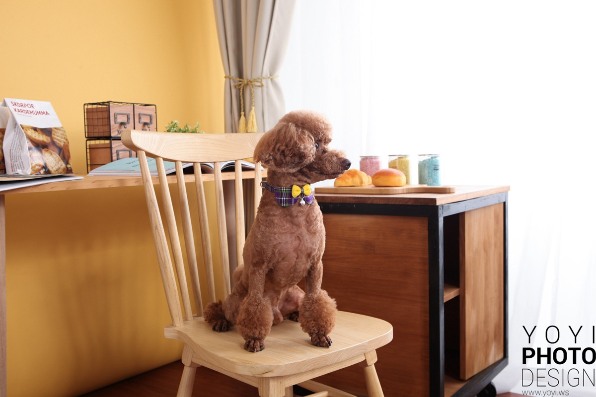 多多寵物商品攝影 123