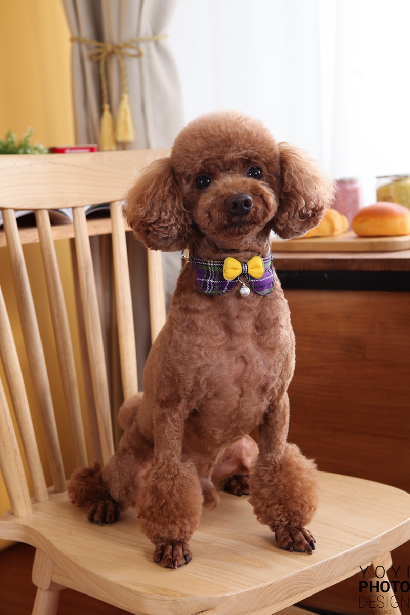 多多寵物商品攝影 125