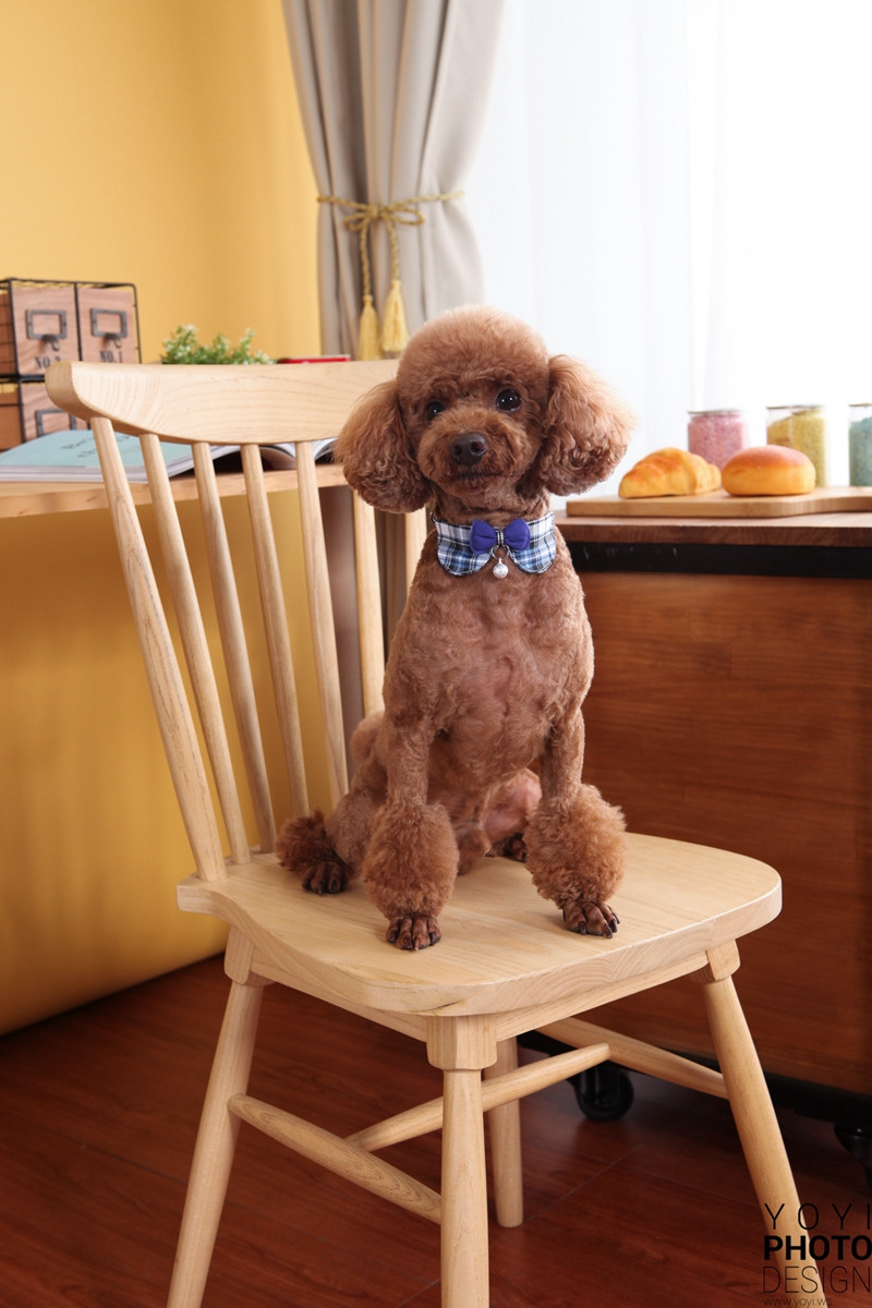 多多寵物商品攝影 127