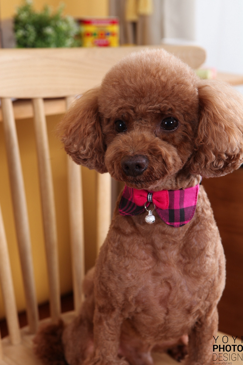 多多寵物商品攝影 129