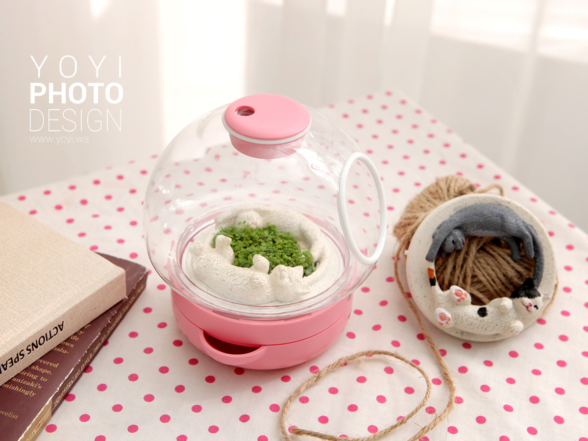 盆栽攝影生活居家攝影｜greenpandora 精品綠植盆栽與療癒系小品攝影｜greenpandora 7