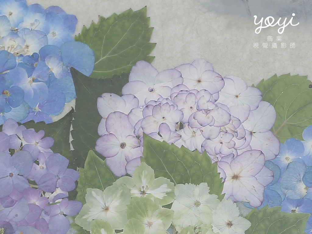 藝術品攝影｜精品押花畫、手工花藝藝術與框畫特寫攝影 11