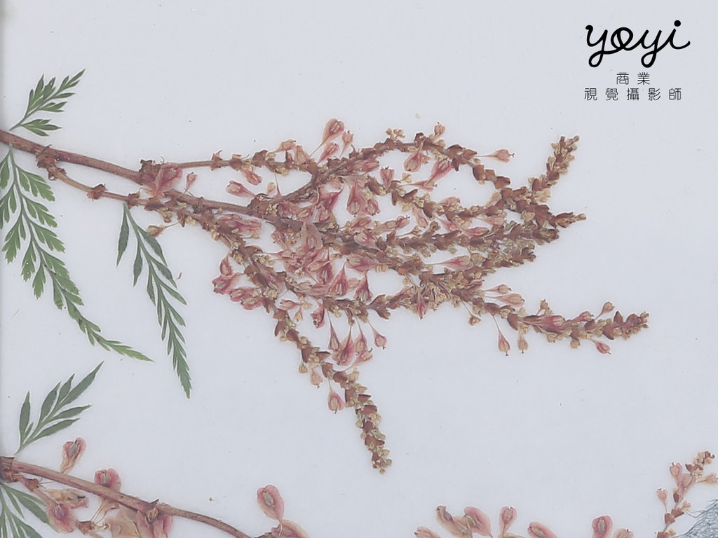 藝術品攝影｜精品押花畫、手工花藝藝術與框畫特寫攝影 17