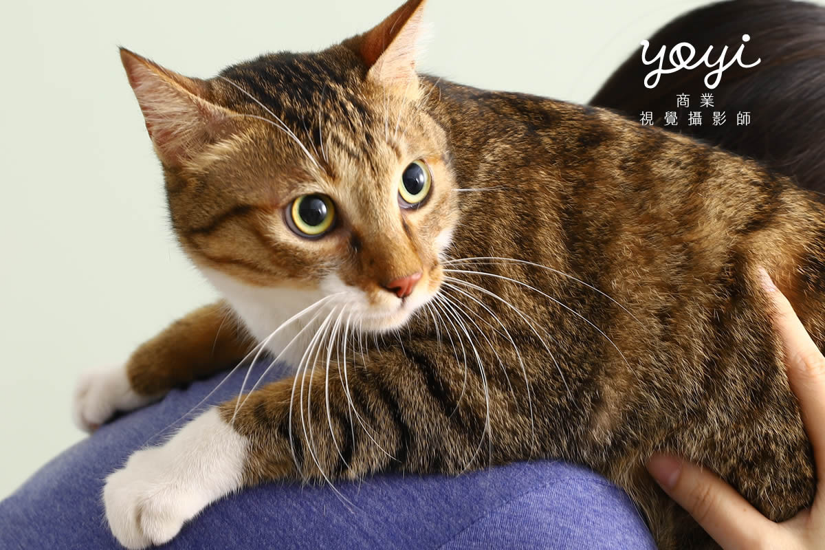 寵物用品攝影｜寵物乾洗噴霧與毛孩居家清潔情境攝影｜歐舒特 21