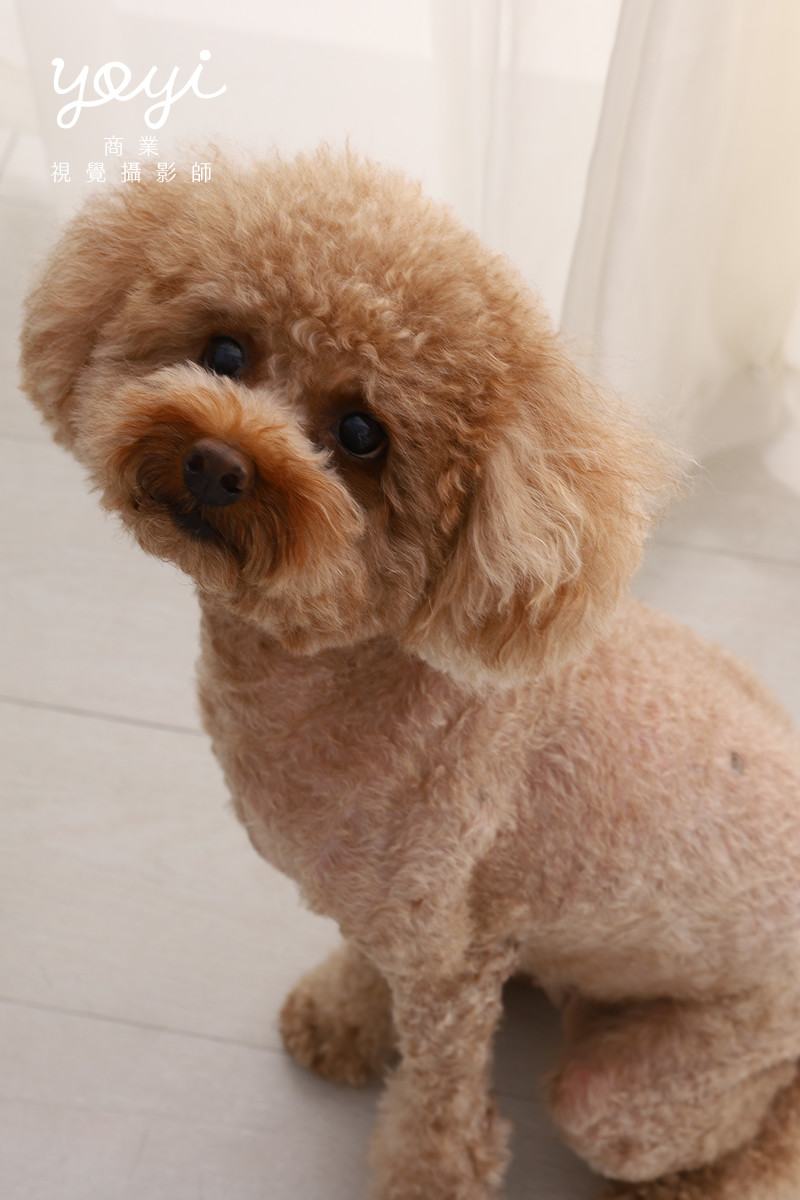 寵物用品攝影｜寵物乾洗噴霧與居家清潔護理情境攝影 23