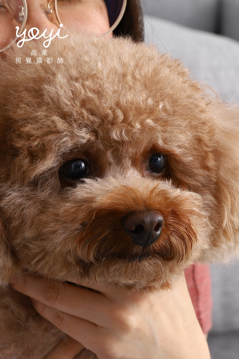 寵物用品攝影｜寵物乾洗噴霧與居家清潔護理情境攝影 25