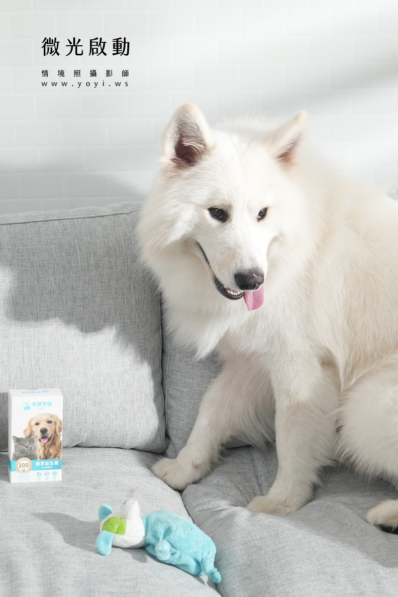 寵物食品攝影｜邊境牧羊犬自然互動情境攝影｜毛球宇宙 1