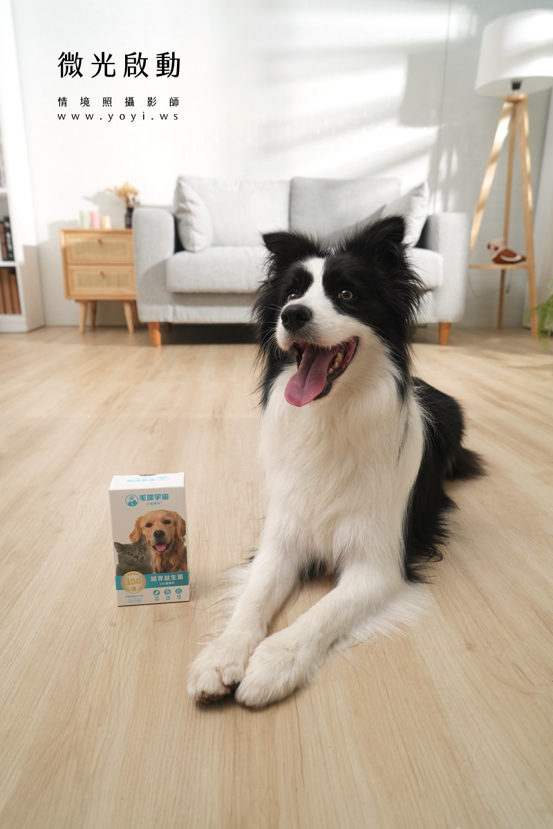 寵物食品攝影｜邊境牧羊犬自然互動情境攝影｜毛球宇宙 9