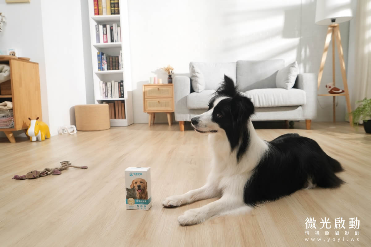 寵物食品攝影｜邊境牧羊犬自然互動情境攝影｜毛球宇宙 11