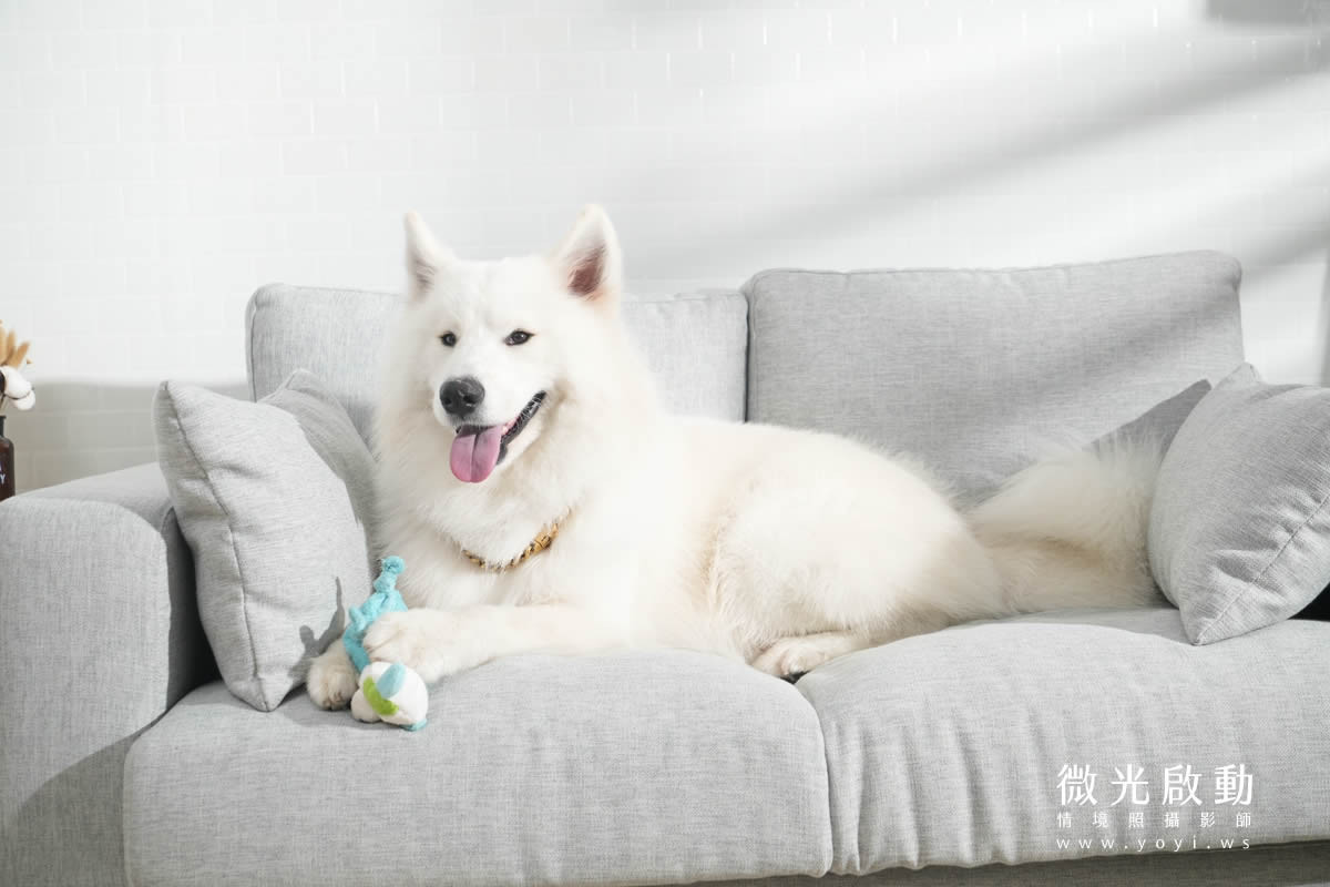 寵物食品攝影｜邊境牧羊犬自然互動情境攝影｜毛球宇宙 13