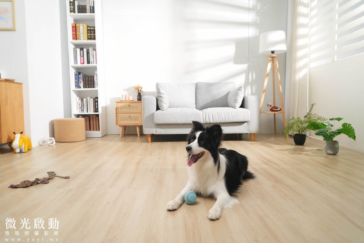 寵物食品攝影｜邊境牧羊犬自然互動情境攝影｜毛球宇宙 21