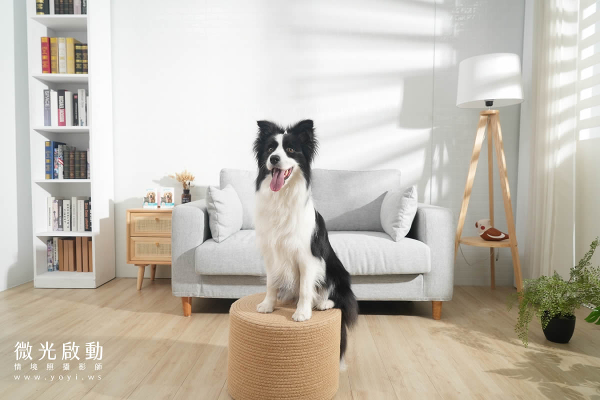 寵物食品攝影｜邊境牧羊犬自然互動情境攝影｜毛球宇宙 25