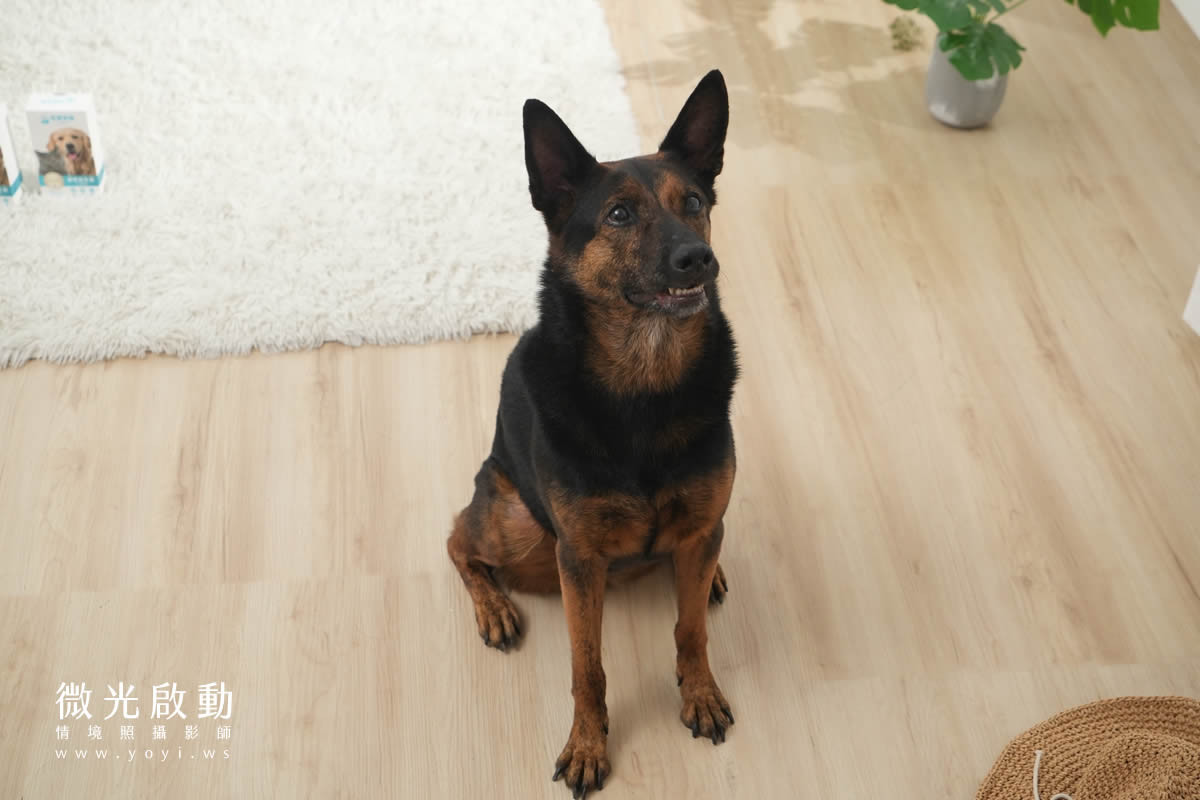 寵物食品攝影｜邊境牧羊犬自然互動情境攝影｜毛球宇宙 29