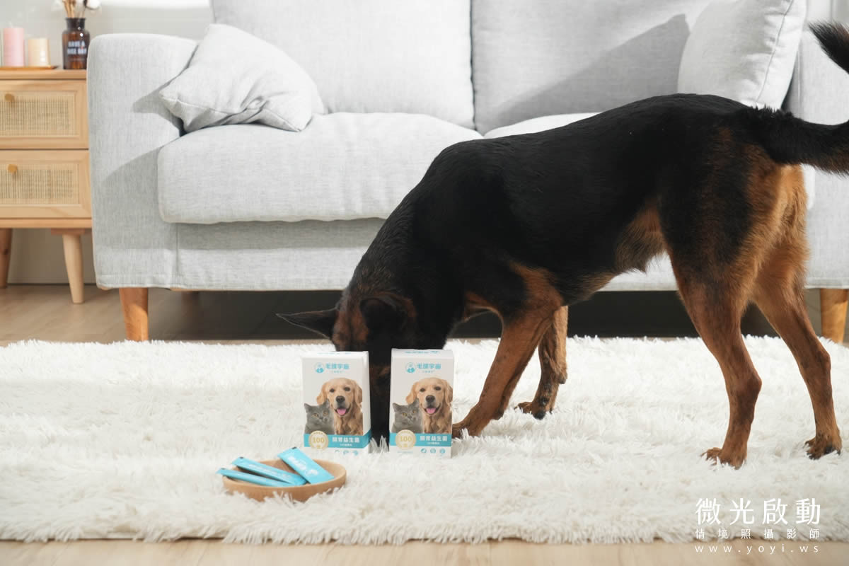 寵物食品攝影｜邊境牧羊犬自然互動情境攝影｜毛球宇宙 31