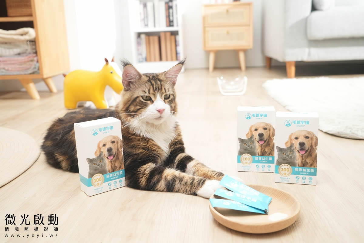 寵物食品攝影｜邊境牧羊犬自然互動情境攝影｜毛球宇宙 35