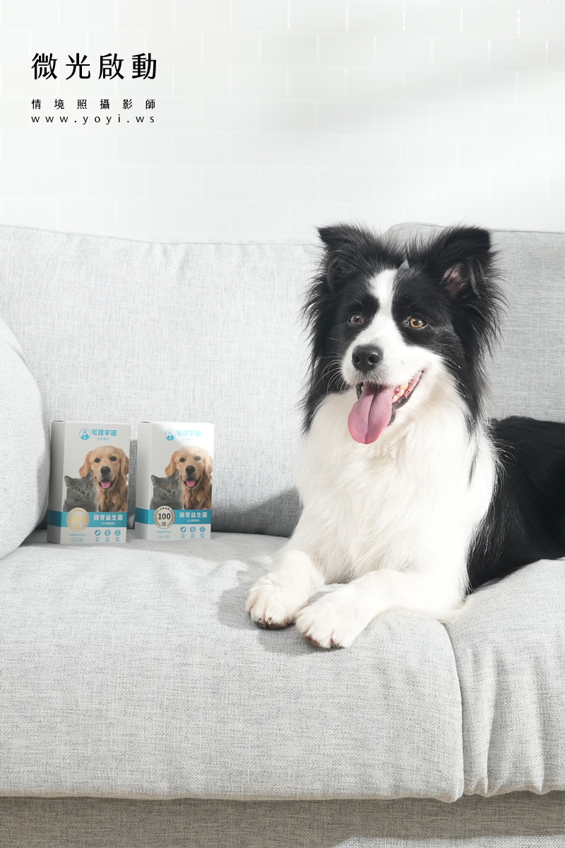 寵物食品攝影｜邊境牧羊犬自然互動情境攝影｜毛球宇宙 37