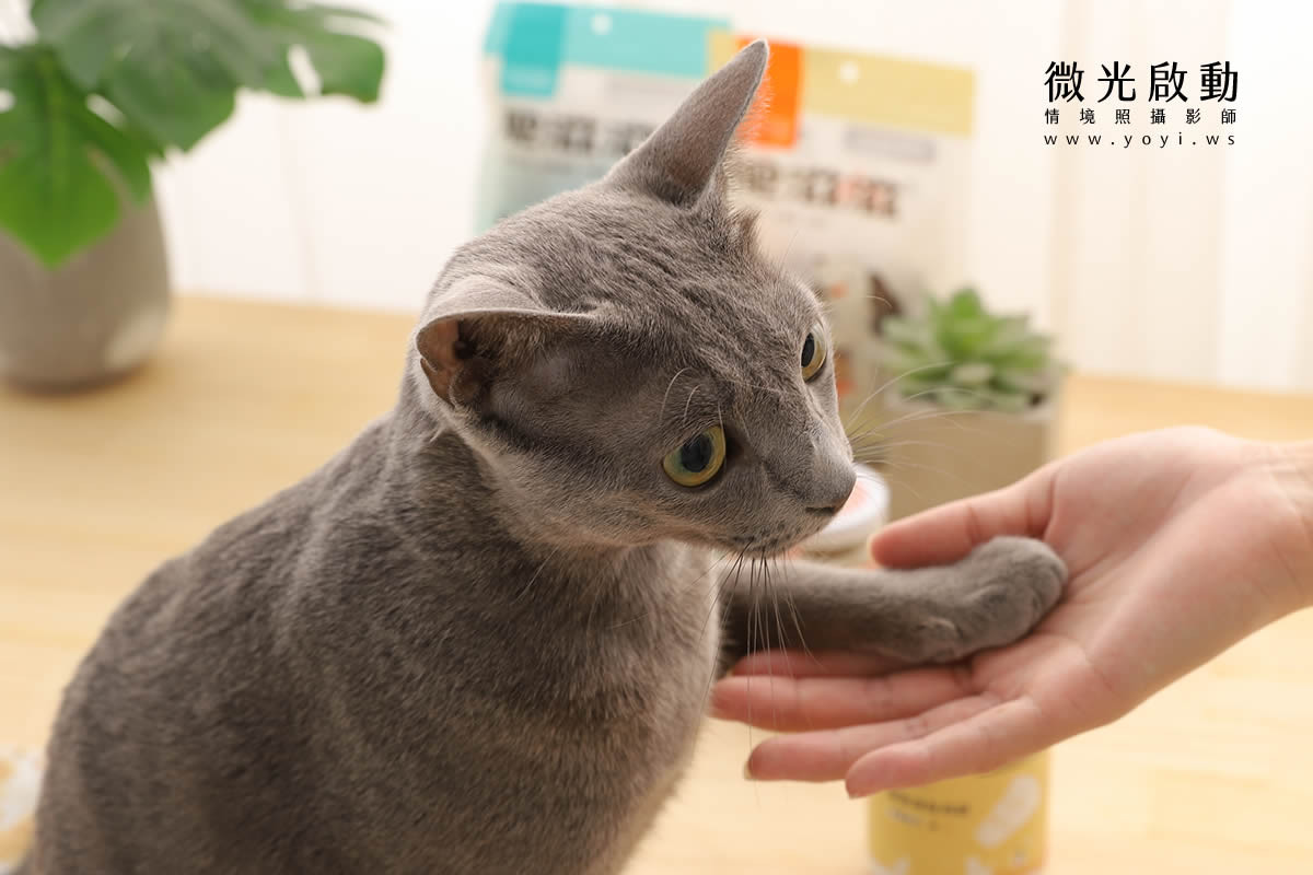 寵物食品攝影｜貓咪真實品嚐美味情境攝影｜肥滋滋 3