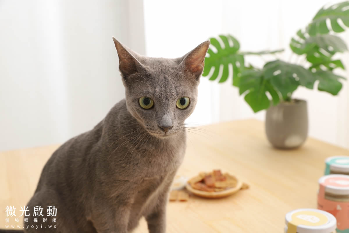 寵物食品攝影｜貓咪真實品嚐美味情境攝影｜肥滋滋 61