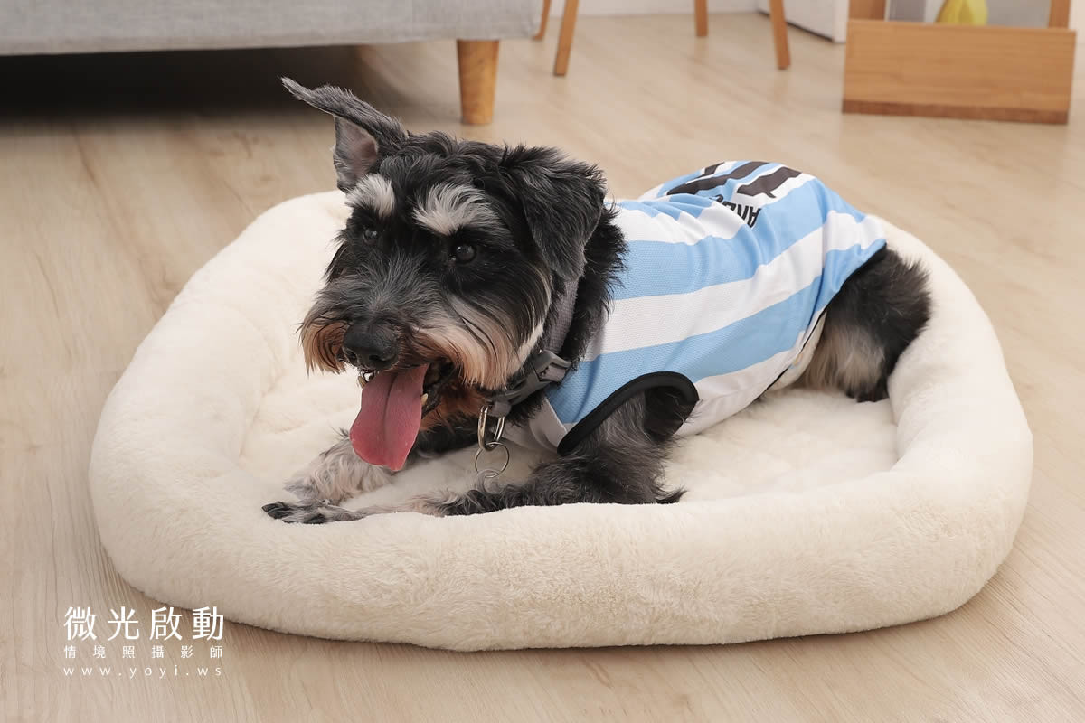 寵物用品攝影｜貓咪溫馨半封閉式造型睡窩情境攝影｜韋民 5