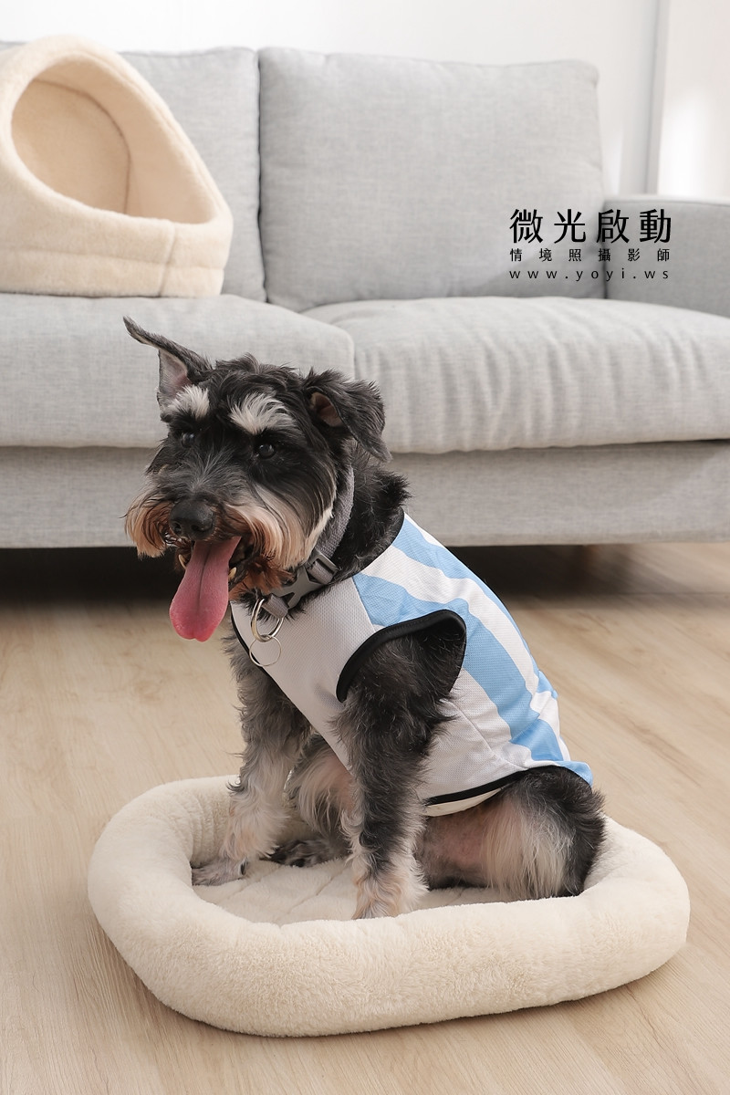 寵物用品攝影｜貓咪溫馨半封閉式造型睡窩情境攝影｜韋民 17