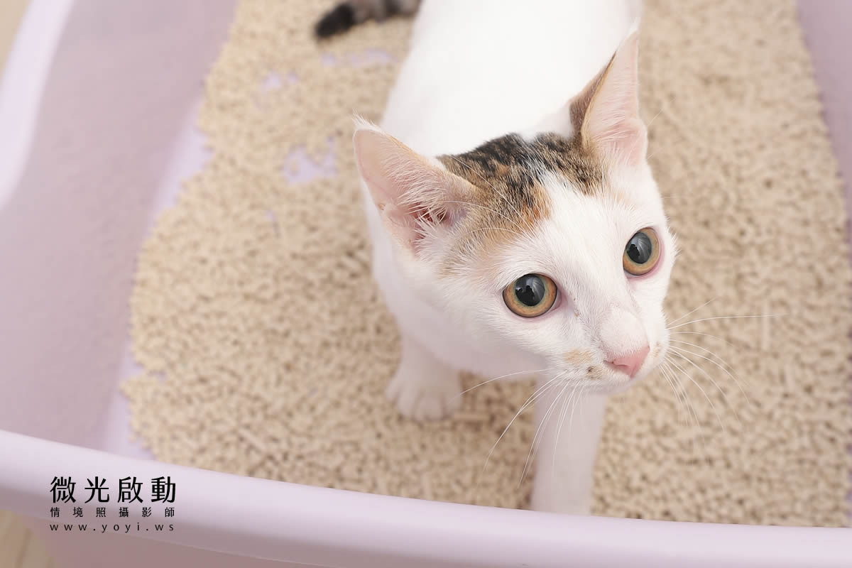 寵物用品攝影｜貓咪溫馨半封閉式造型睡窩情境攝影｜韋民 21