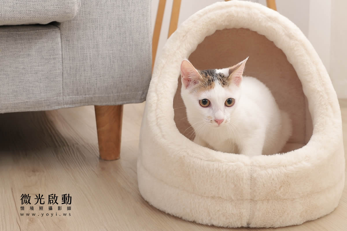 寵物用品攝影｜貓咪溫馨半封閉式造型睡窩情境攝影｜韋民 41