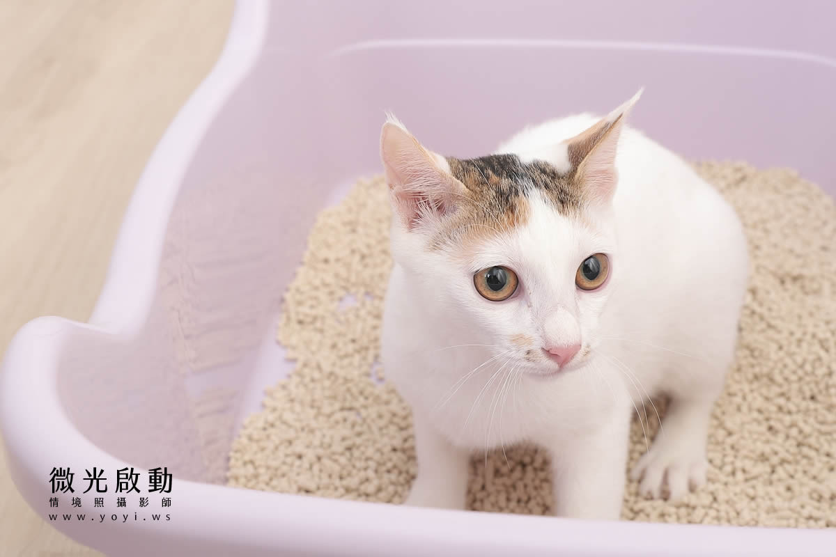 寵物用品攝影｜貓咪溫馨半封閉式造型睡窩情境攝影｜韋民 51