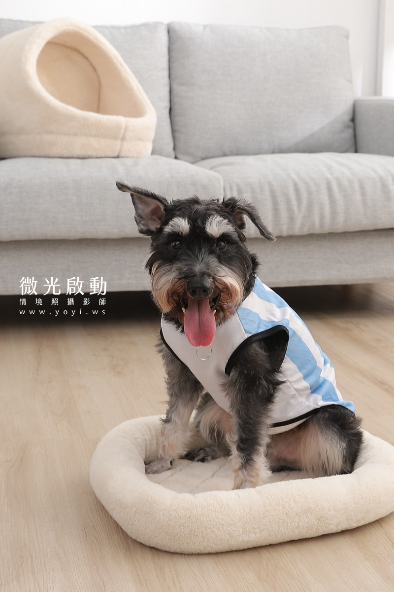 寵物用品攝影｜貓咪溫馨半封閉式造型睡窩情境攝影｜韋民 55