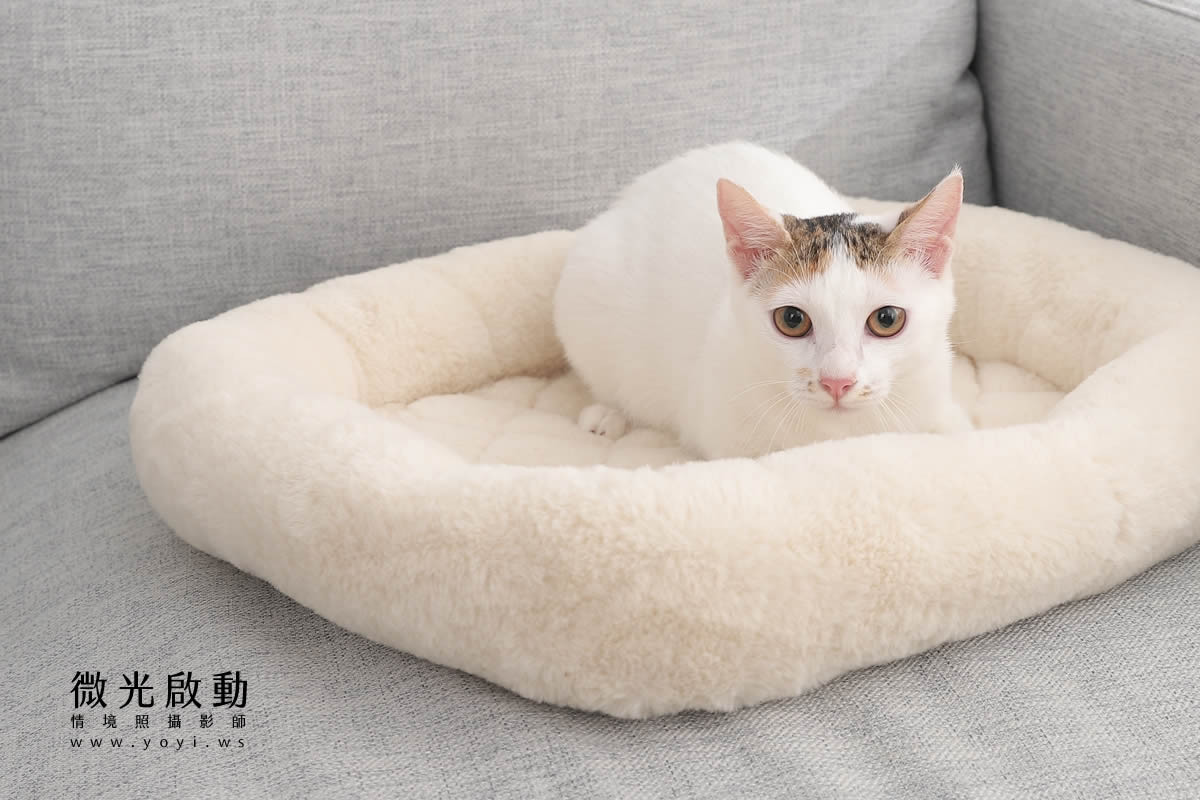 寵物用品攝影｜貓咪溫馨半封閉式造型睡窩情境攝影｜韋民 59