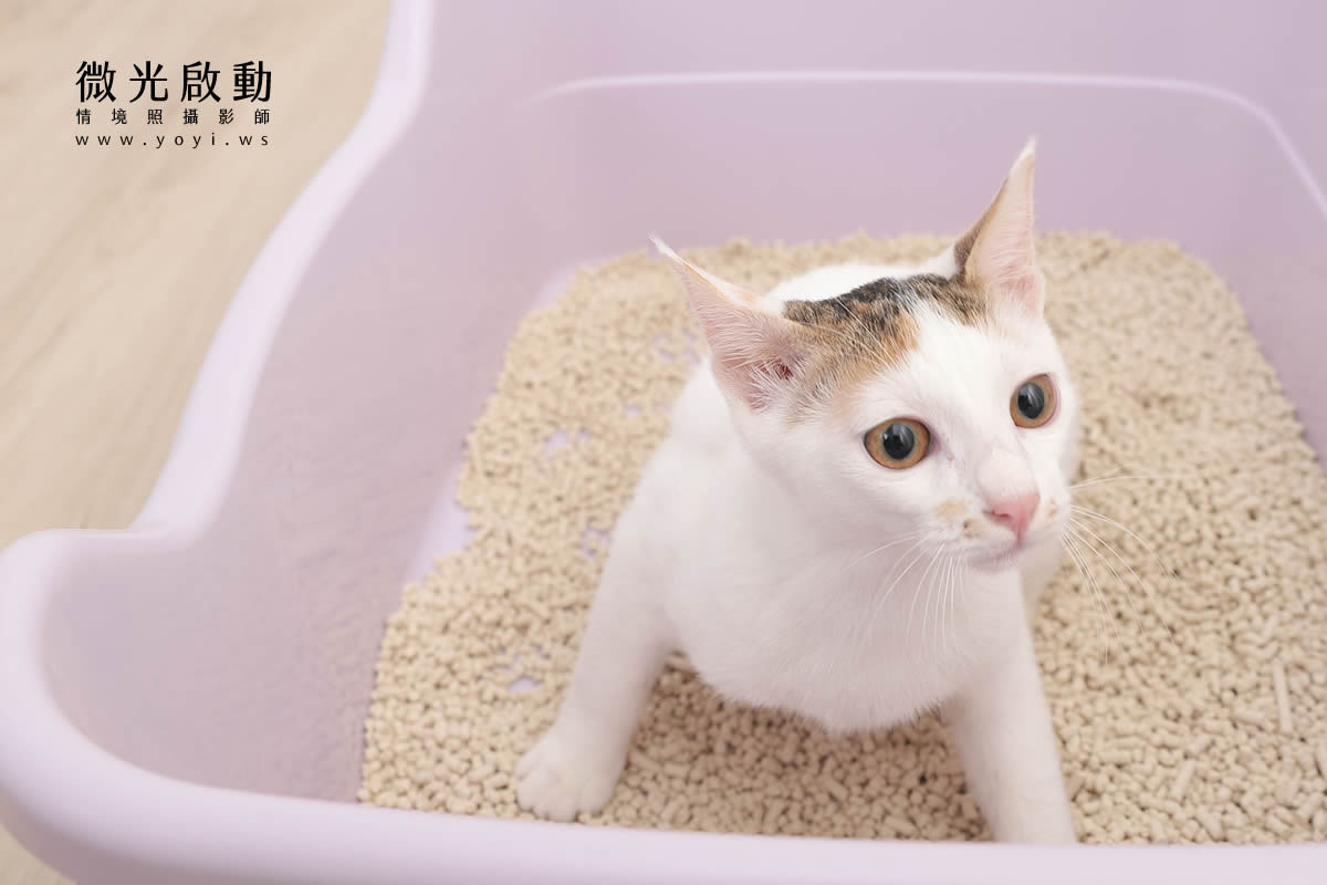 寵物用品攝影｜貓咪溫馨半封閉式造型睡窩情境攝影｜韋民 93