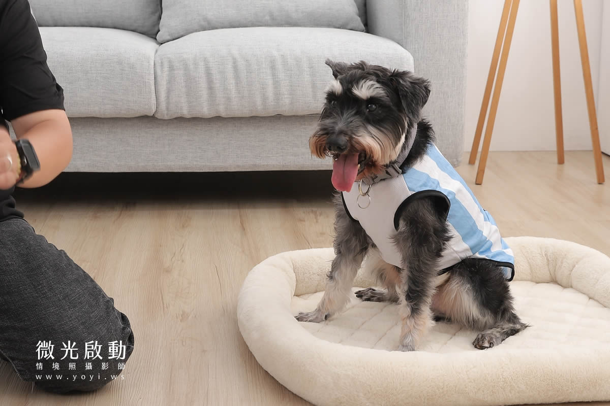 寵物用品攝影｜貓咪溫馨半封閉式造型睡窩情境攝影｜韋民 105