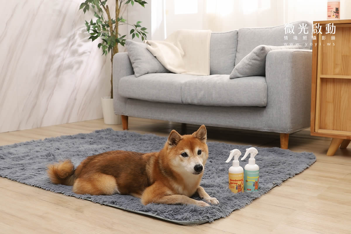 寵物清潔用品攝影｜沙威隆寵物洗劑與貓咪互動情境攝影｜沙威隆 9