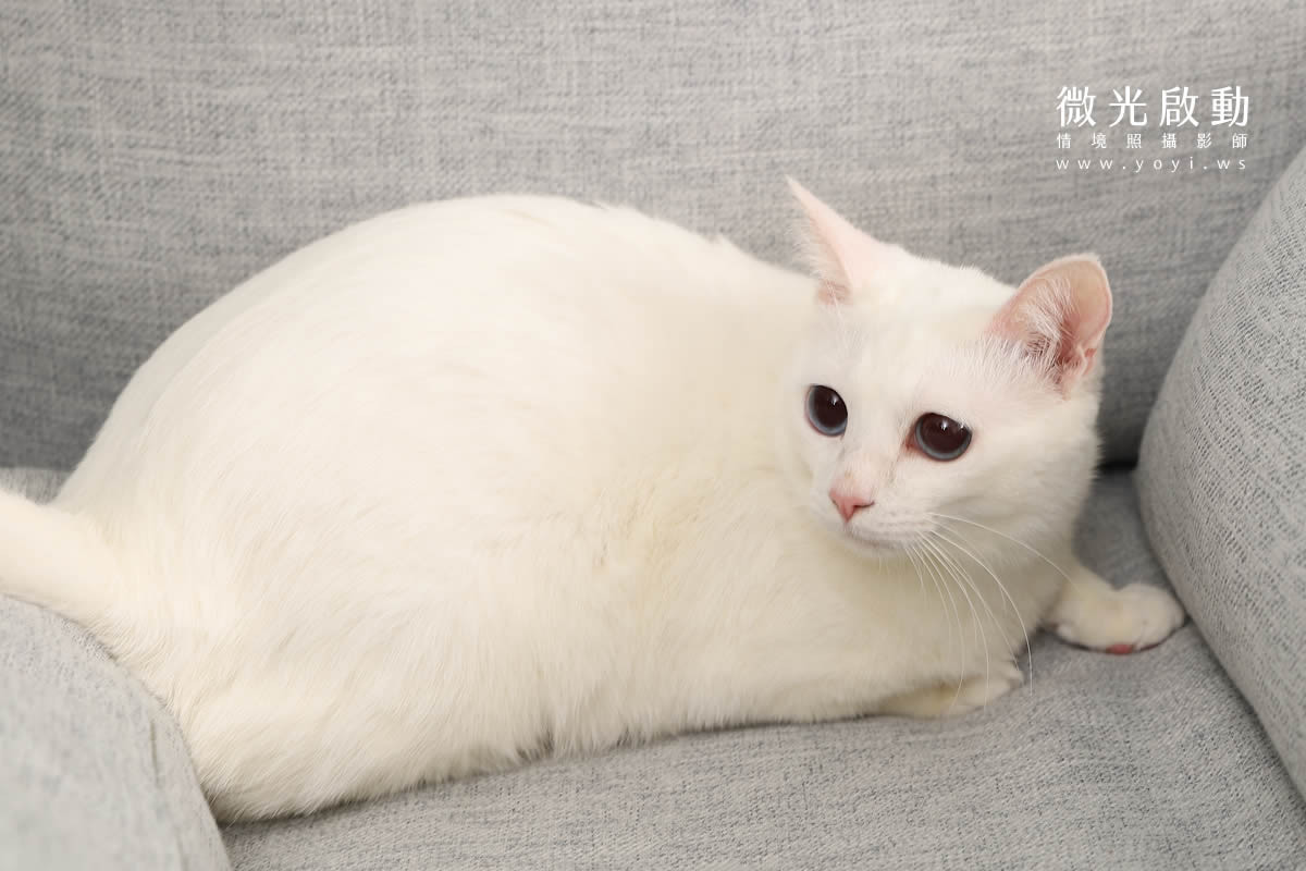 寵物清潔用品攝影｜沙威隆寵物洗劑與貓咪互動情境攝影｜沙威隆 13