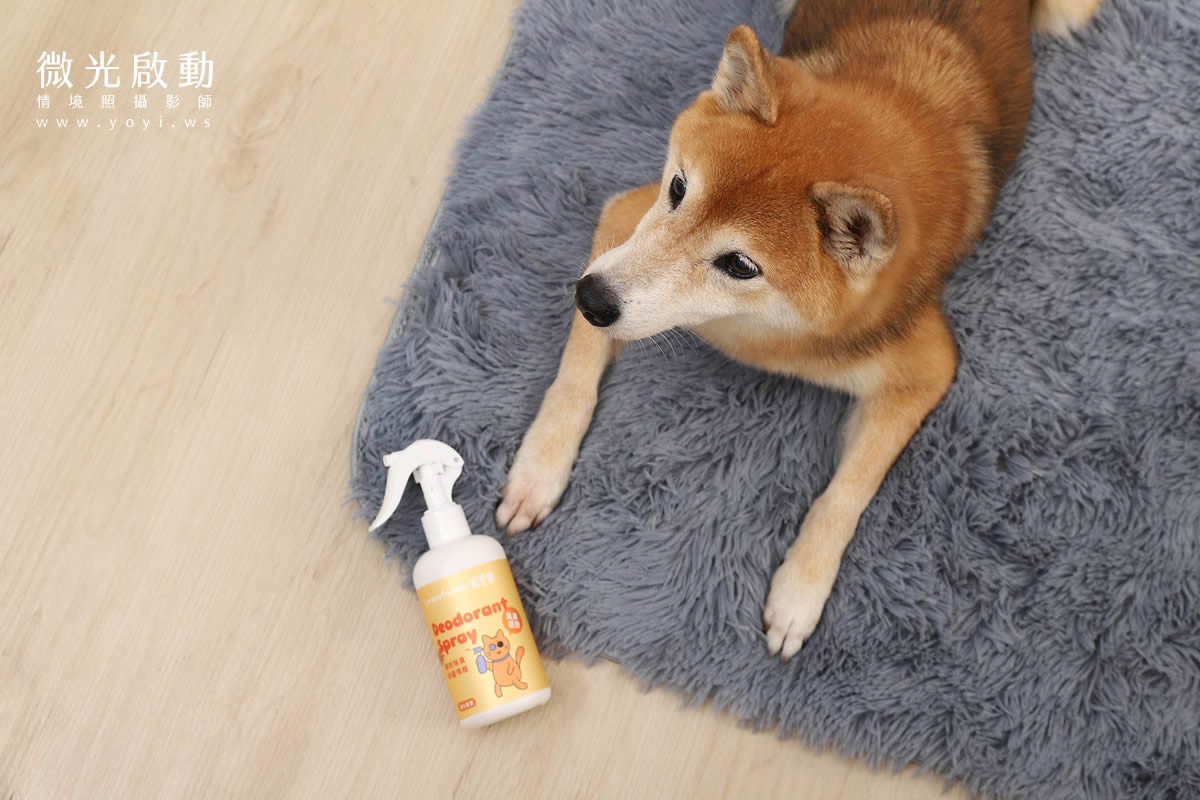寵物清潔用品攝影｜沙威隆寵物洗劑與貓咪互動情境攝影｜沙威隆 19