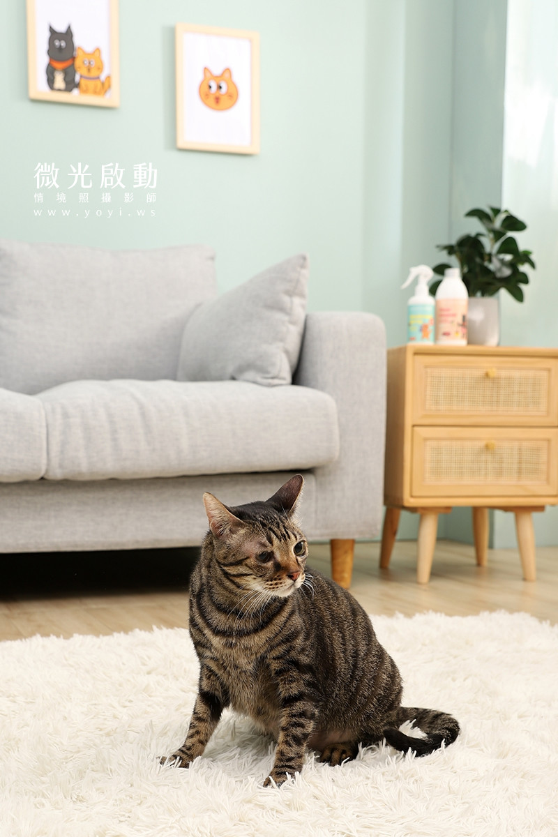 寵物清潔用品攝影｜沙威隆寵物洗劑與貓咪互動情境攝影｜沙威隆 31