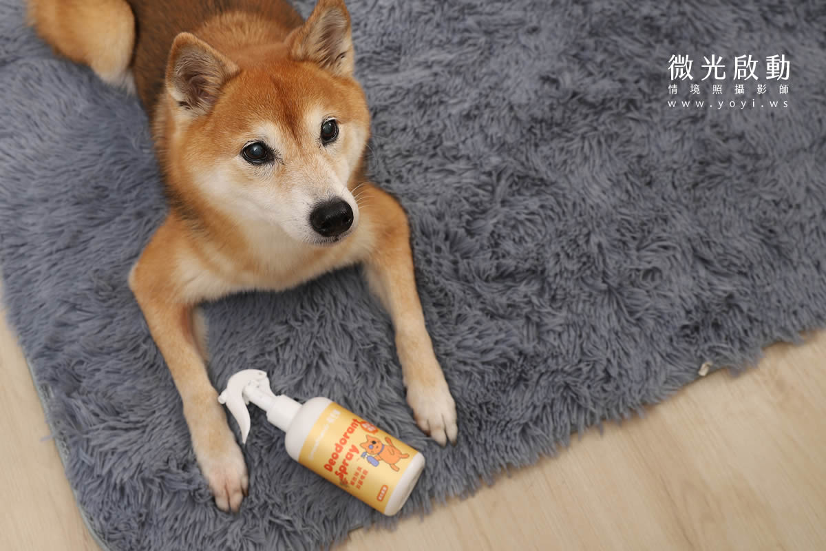寵物清潔用品攝影｜沙威隆寵物洗劑與貓咪互動情境攝影｜沙威隆 35