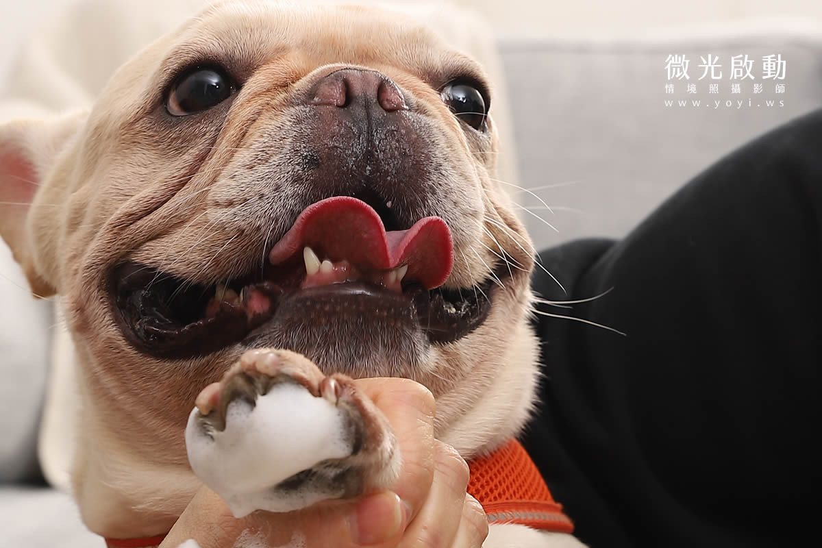 寵物清潔用品攝影｜沙威隆寵物洗劑與貓咪互動情境攝影｜沙威隆 39