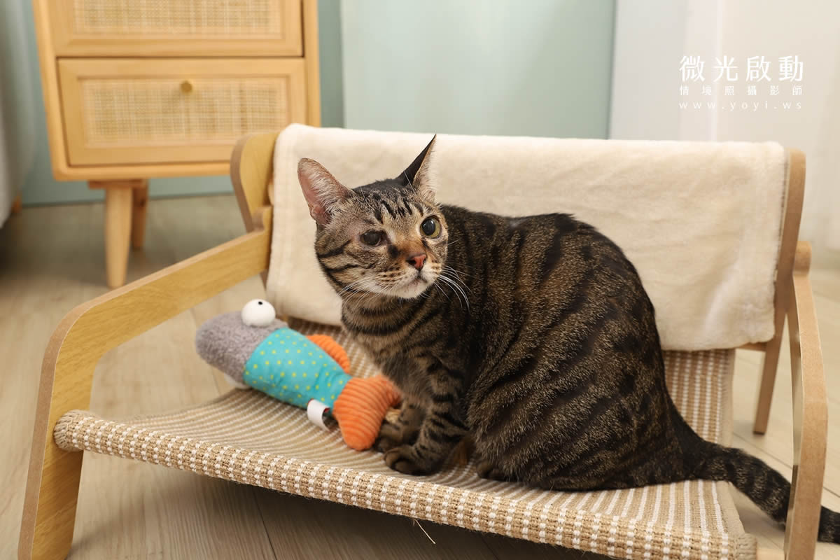 寵物清潔用品攝影｜沙威隆寵物洗劑與貓咪互動情境攝影｜沙威隆 53