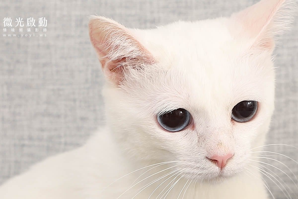 寵物清潔用品攝影｜沙威隆寵物洗劑與貓咪互動情境攝影｜沙威隆 69