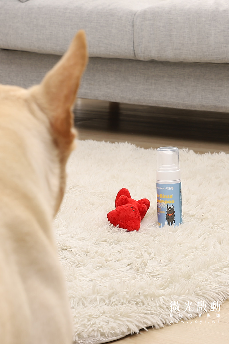 寵物清潔用品攝影｜沙威隆寵物洗劑與貓咪互動情境攝影｜沙威隆 71